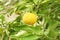 Ripe yellow fruits on Yuzu - Japanese lemon bush.