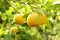 Ripe yellow fruits on Yuzu - Japanese lemon bush. Closeup