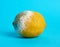 Ripe yellow lemon with mold on a blue background