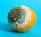 Ripe yellow lemon with mold on a blue background