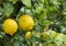 Ripe yellow lemon, tropical citrus fruit hanging on tree with water drops in rain