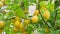 Ripe yellow lemons in water drops after the rain hanging on a branch