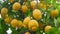 Ripe yellow lemons in water drops after the rain hanging on a branch