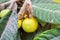 Ripe Yellow Loquat on a Branch