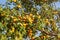 Ripe yellow mirabelle plum Prunus domestica fruits on tree, li