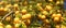 Ripe yellow mirabelle plums on leaves covered tree branches. Prunus domestica syriaca Wide banner