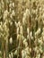 Ripe yellow oats cereal field