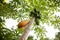 Ripe yellow papaya on tree at biological farm