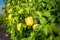 Ripe yellow peppers in a greenhouse. Many fresh leaves. Harvest of vegetables. Sunny day