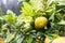 The ripe yellow pomelo fruit, hanging from the vibrant plants and waiting to be savored, are a testament to the natural cycle of