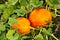 The ripe of yellow pumpkins at the field