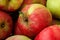 Ripe yellow-red apples. Harvest apples. Juicy apples in a wicker basket