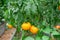 Ripe yellow tomatoes in a greenhouse on the bushes. To close. Planting vegetables in the greenhouse