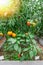 Ripe yellow tomatoes in a greenhouse on the bushes. To close. Planting vegetables in the greenhouse