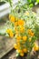 Ripe yellow tomatoes growing