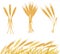 Ripe yellow wheat ears, agricultural