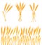 Ripe yellow wheat ears, agricultural vector