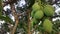 Ripe young mangoes, with sweet and sour taste