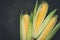 Ripe young sweet corn cob with leaves on black concrete background, copy space