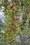 Ripe ziziphus berries on a branch