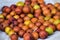 Ripe Ziziphus mauritiana or Indian jujube, Indian plum, Chinese date, Chinee apple.