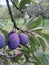 Riped plums in the tree. vegan fruits in the nature