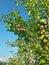 Riped plums in the tree. vegan fruits in the nature