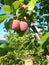 Riped plums in the tree. vegan fruits in the nature