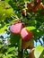 Riped plums in the tree. vegan fruits in the nature