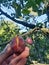 Riped plums in the tree. vegan fruits in the nature