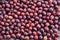 Riped red gooseberries as a background picture just after the harvest.