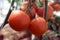 riped red tomato on branches