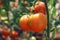 riped red tomato on branches