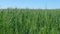 Riped wheat grain ear. Green wheat field. Green wheat field at sunny day. Farming wheat on the farm.