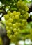 Riped White wine grapes in a vineyard