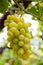 Riped White wine grapes in a vineyard