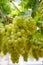 Riped White wine grapes in a vineyard