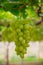 Riped White wine grapes in a vineyard