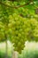 Riped White wine grapes in a vineyard