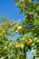 Ripen apples on a tree branch. Apple harvest in fruit orchard