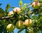 Ripen apples on a tree branch. Apple harvest in fruit orchard