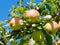 Ripen apples on a tree branch. Apple harvest in fruit orchard in Okanagan