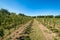 Ripen apples on young trees. Apple harvest in fruit orchard