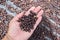 ripen arabica coffee drying process on trays under sunlight