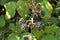 Ripen blackberries starting to rot in autumn