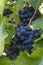 Ripen blue black grapes - unharvested organic grape vine