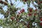 Ripen cherry berries on the tree.