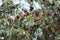 Ripen cherry berries on the tree.