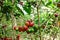 Ripen coffee fruit, arabica variety