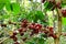 Ripen coffee fruit, arabica variety